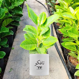 تصویر گیاه طبیعی فیکوس آلتیسیما تافکو کد 2x 