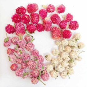 تصویر گل خشک دکمه‌ای (بسته ۵ عددی) 