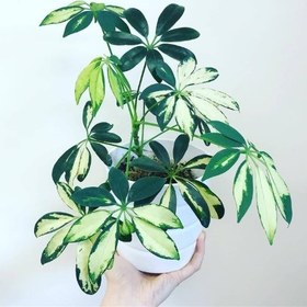 تصویر شفلرا: گزینه‌ای عالی برای دکوراسیون داخلی در سبک مدرن 