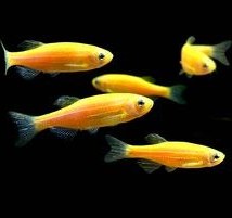 تصویر ماهی زبرا زرد 