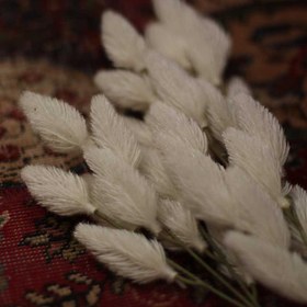 تصویر دم روباهی 