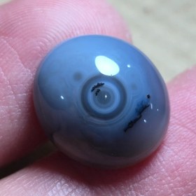 تصویر باباقوری شجر قائن 