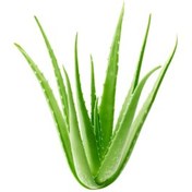 تصویر آلوورا برگ 