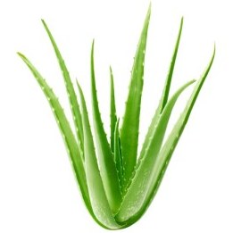 تصویر آلوورا برگ 