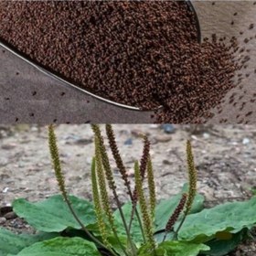 تصویر بارهنگ 