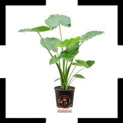 تصویر گیاه بابا آدم (آلوکازیا) | گیاه آپارتمانی مقاوم با برگ‌های زیبا Alocasia