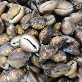 تصویر صدف سیپرا (لاکپستی) کوچک 