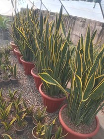 تصویر سانسوریا ابلق بزرگ Sansevieria