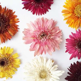 تصویر گل خشک ژربرا بسته 3 عددی 