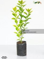 تصویر شمشاد طلایی 