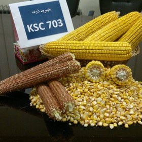 تصویر بذر ذرت 703 703 corn seed