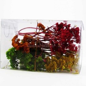 تصویر گل خشک چتری 