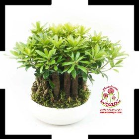 تصویر بونسای میخک هندی Daphne odora bonsai