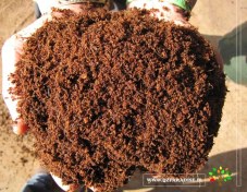 تصویر پیت ماس 