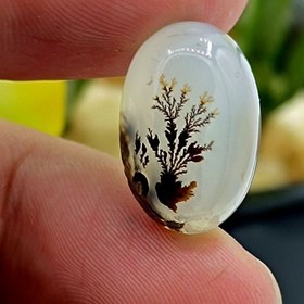 تصویر نگین شجر طبیعی کد ۱۲۰۸۶ 