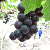 تصویر نهال انگور بلک سیدلس Black sidless grape