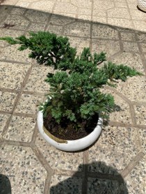 تصویر گلدان بونسای کاج ستاره ای فلوبار 