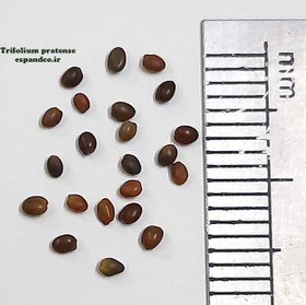 تصویر بذر شبدر قرمز Trifolium pratense 