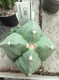 تصویر بذر کاکتوس آستروفیتوم کیکو نودوم ژاپن ELG.9711 - بسته 10 عددی Astrophytum Myrio Kikko nudum JAPAN ELG.9711