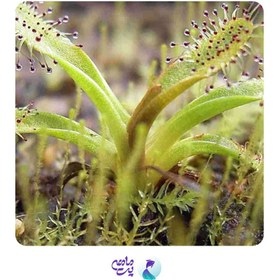 تصویر گیاه تراریومی ذروزرا (گوشتخوار) 