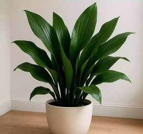 تصویر برگ عبایی سبز 