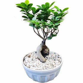 تصویر بونسای فیکوس 