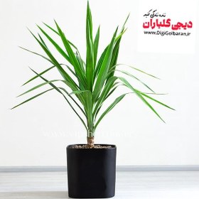 تصویر یوکا سر قلم 