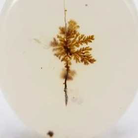 تصویر سنگ شجر کد 2312 