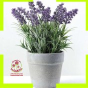 تصویر گلدان اسطوخودوس دارویی ا Lavender Plant Pot Lavender Plant Pot