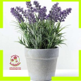 تصویر گلدان اسطوخودوس دارویی Lavender Plant Pot