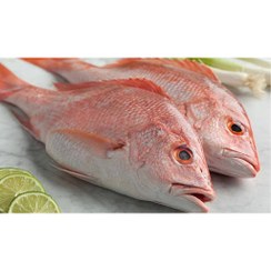 تصویر ماهی سرخو صادراتی صید روز بوشهر 