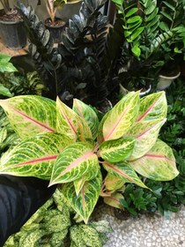 تصویر آگلونما آرکلین 