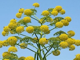 تصویر آنغوزه ۵۰ گرمی 