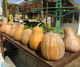 تصویر بذر کدو حلوایی Cucurbita moschata 