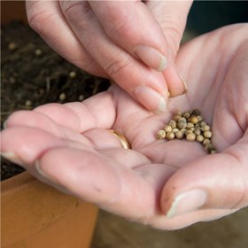 تصویر بذر گشنیز Coriander