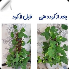 تصویر کود محرک رشد گیاهان آپارتمانی ۱۲۰ml سبوسیب Fertilizer for the growth of houseplants 120ml