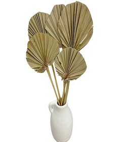 تصویر برگ خشک پالم بادبزنی 