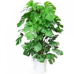 تصویر گیاه برگ انجیری چماقی گلدان پلاستیکی 