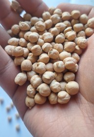 تصویر نخود روس سایز 6 و 7 