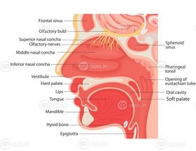 تصویر تصویر برداری از آناتومی حنجره انسان و داخلی 