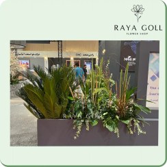 تصویر برگ آرایی کاج 