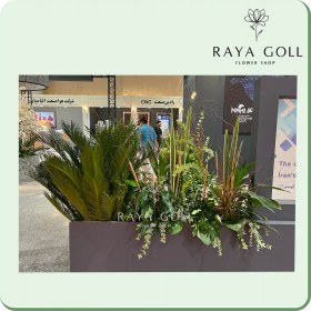 تصویر برگ آرایی کاج 