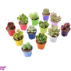 تصویر گیاه طبیعی کاکتوس و ساکولنت آیدین کاکتوس کد CB-029 مجموعه 12 عددی 