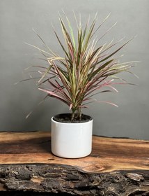 تصویر گیاه دراسینا قرمز 