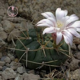 تصویر بذر ژمینو کاکتوس 10 عددی 