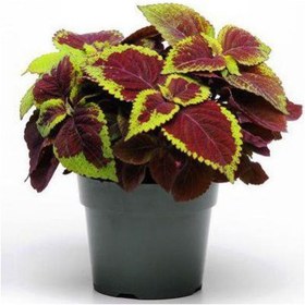 تصویر گل حسن یوسف 