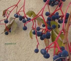 تصویر بذر موچسب Parthenocissus tricuspidata 