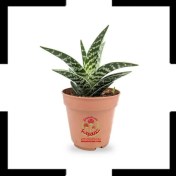 تصویر آلوئه واریگاتا، گیاهی خاص برای دکورهای مینیمالی Aloe vera var. variegata