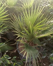 تصویر درخت نخل پالم - گلدان سایز ۱۱ fan palm