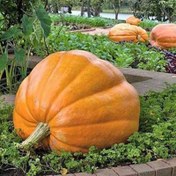 تصویر بذر کدو تنبل غول سان استوانه ای 5 عددی 